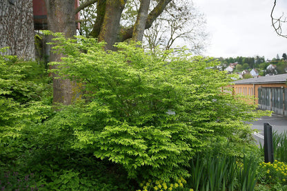 Euonymus alatus "Compactus" multitulpinal / Euonymus alatus "Compactus"  /