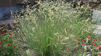 Bouteloua gracilis
