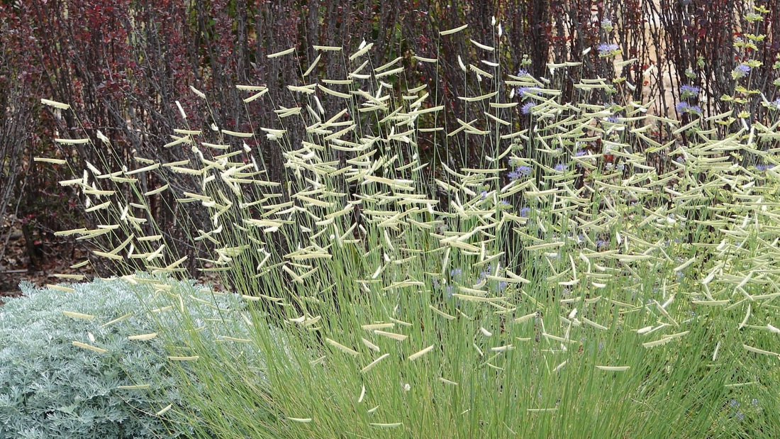 Bouteloua gracilis