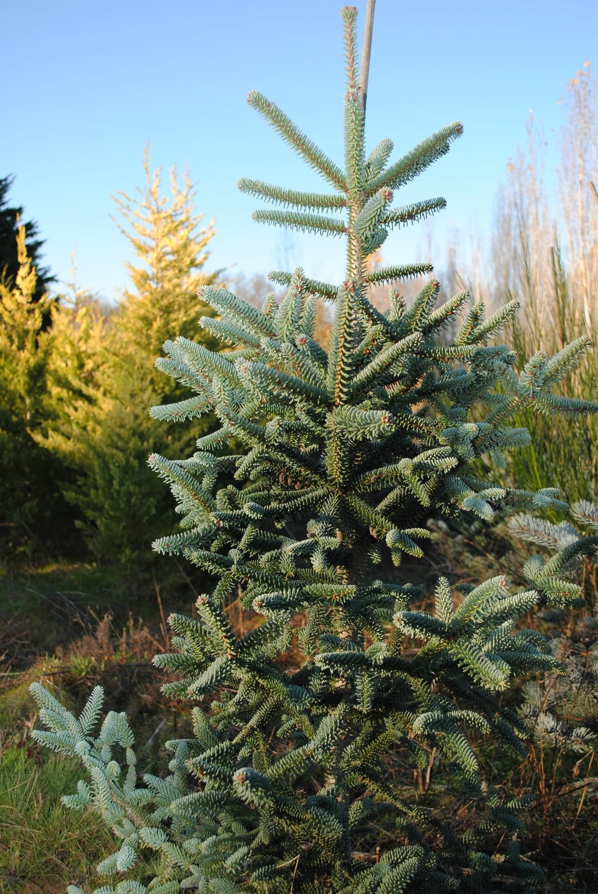 Brad spaniol / Abies pinsapo "Glauca"/