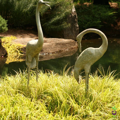 Acorus gramineus  „Ogon”