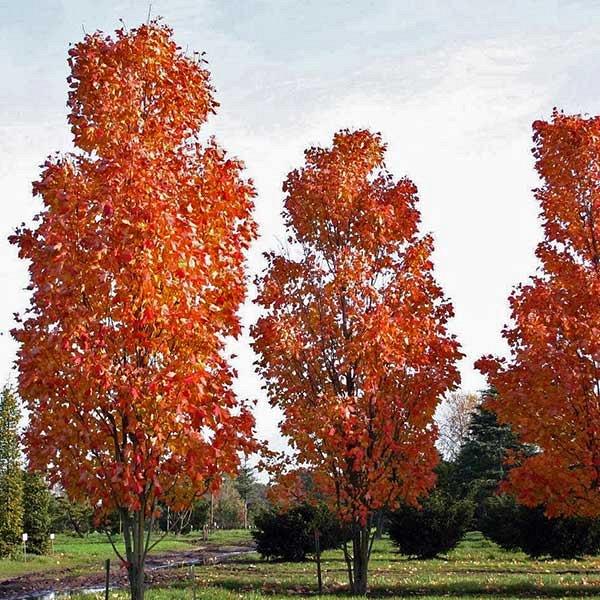 Artar rosu „Scalon” 2.50 - 3.50 m / Acer rubrum „Scalon” / gradina-noastra