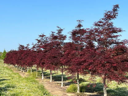 Artar japonez "Tamukeyama" arbore / Acer palmatum dissectum "Tamukeyama"/