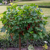 Coacaz Rosu /Ribes rubrum Jonkheer Van Tets/ - Gradina Noastra