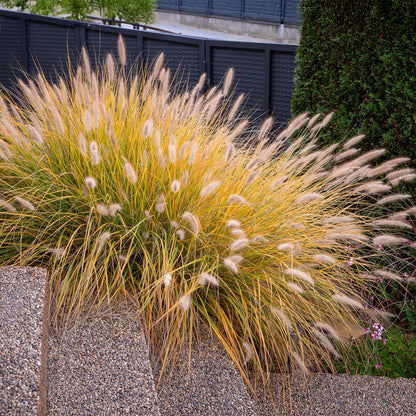 Pennisetum alopecuroides "Hameln"