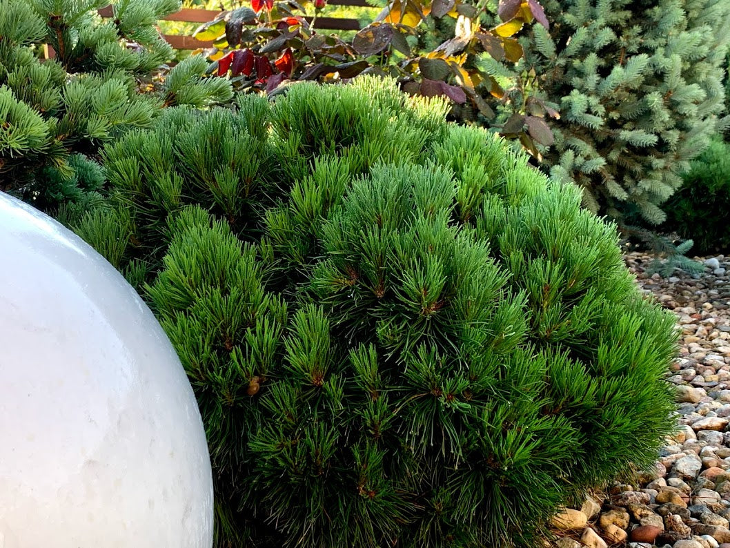 Pin pitic "Varella" 0.20 - 0.25 m / Pinus mugo "Varella"/ by gradina-noastra