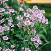 Astrantia major mix / Astrantia ‘Burgundy Manor’’, Astrantia ‘Claret’ , Astrantia ‘Pink Pride’ - Gradina Noastra