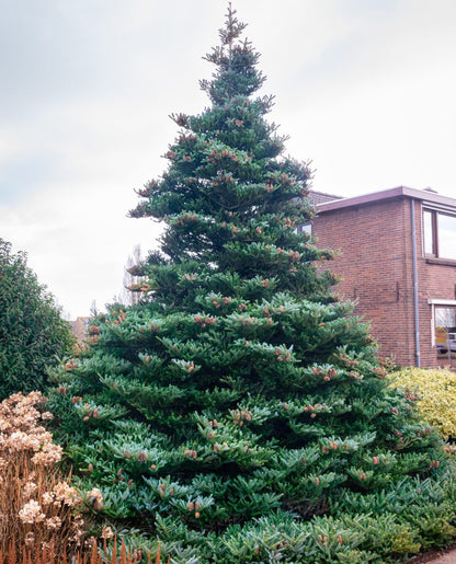 Brad coreean / Abies koreana /