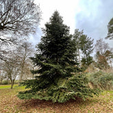 Brad Algerian / Abies numidica / - Gradina Noastra