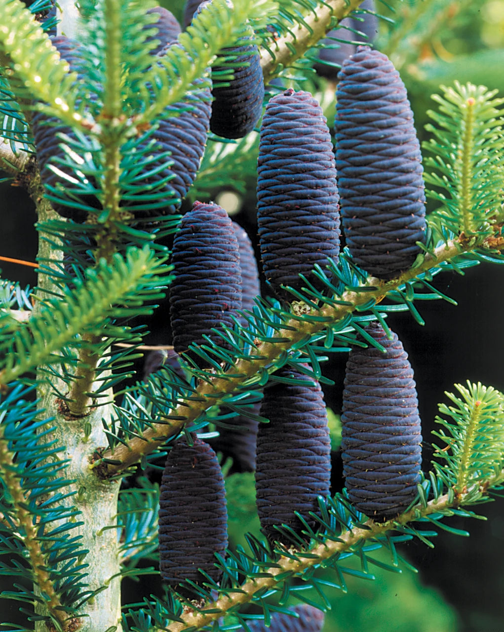 Brad coreean / Abies koreana /