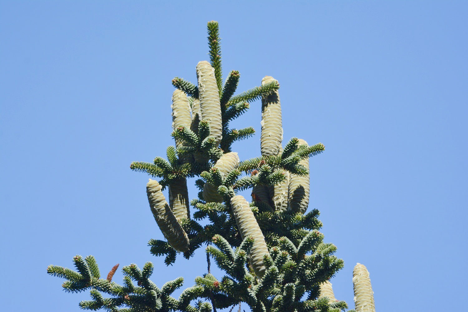 Brad Algerian / Abies numidica / - Gradina Noastra
