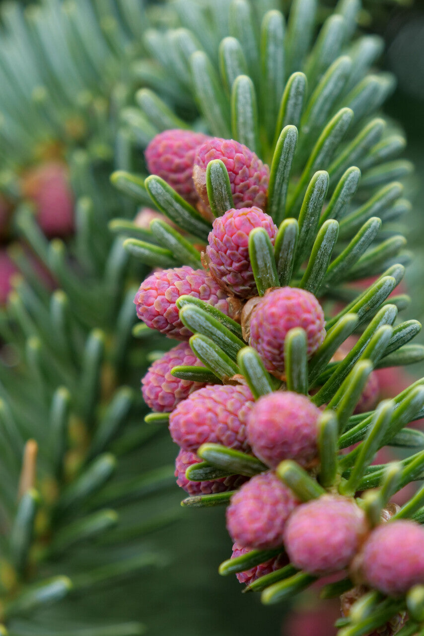 Brad spaniol / Abies pinsapo "Glauca"/