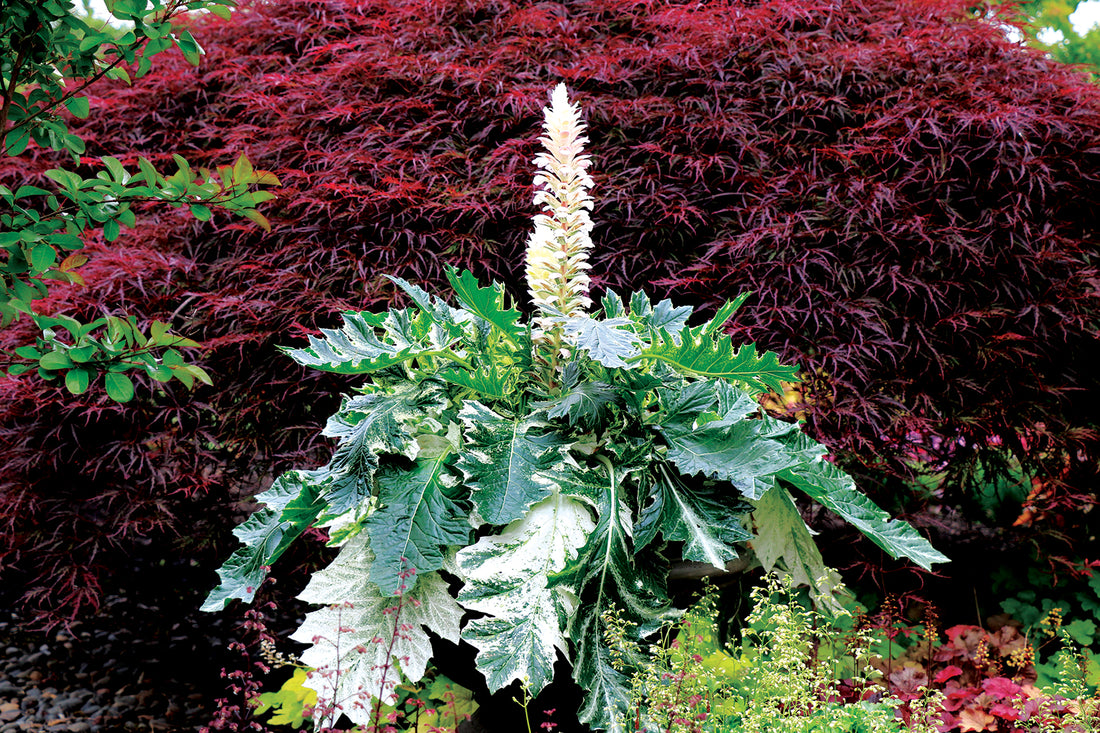Acanthus mollis "Whitewater" cu frunziș elegant alb-crem, ideal pentru grădini decorative.