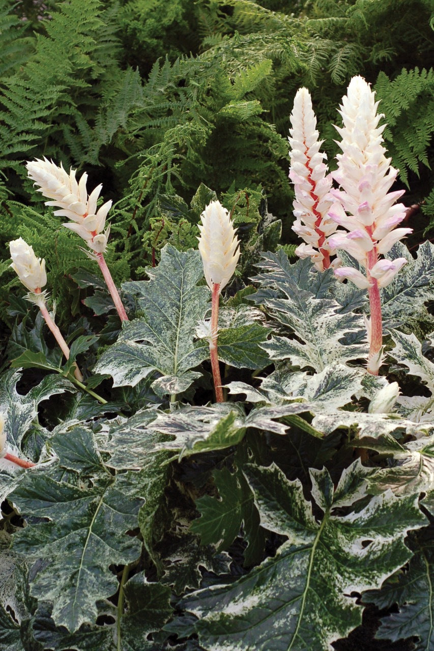 Acanthus mollis "Whitewater"