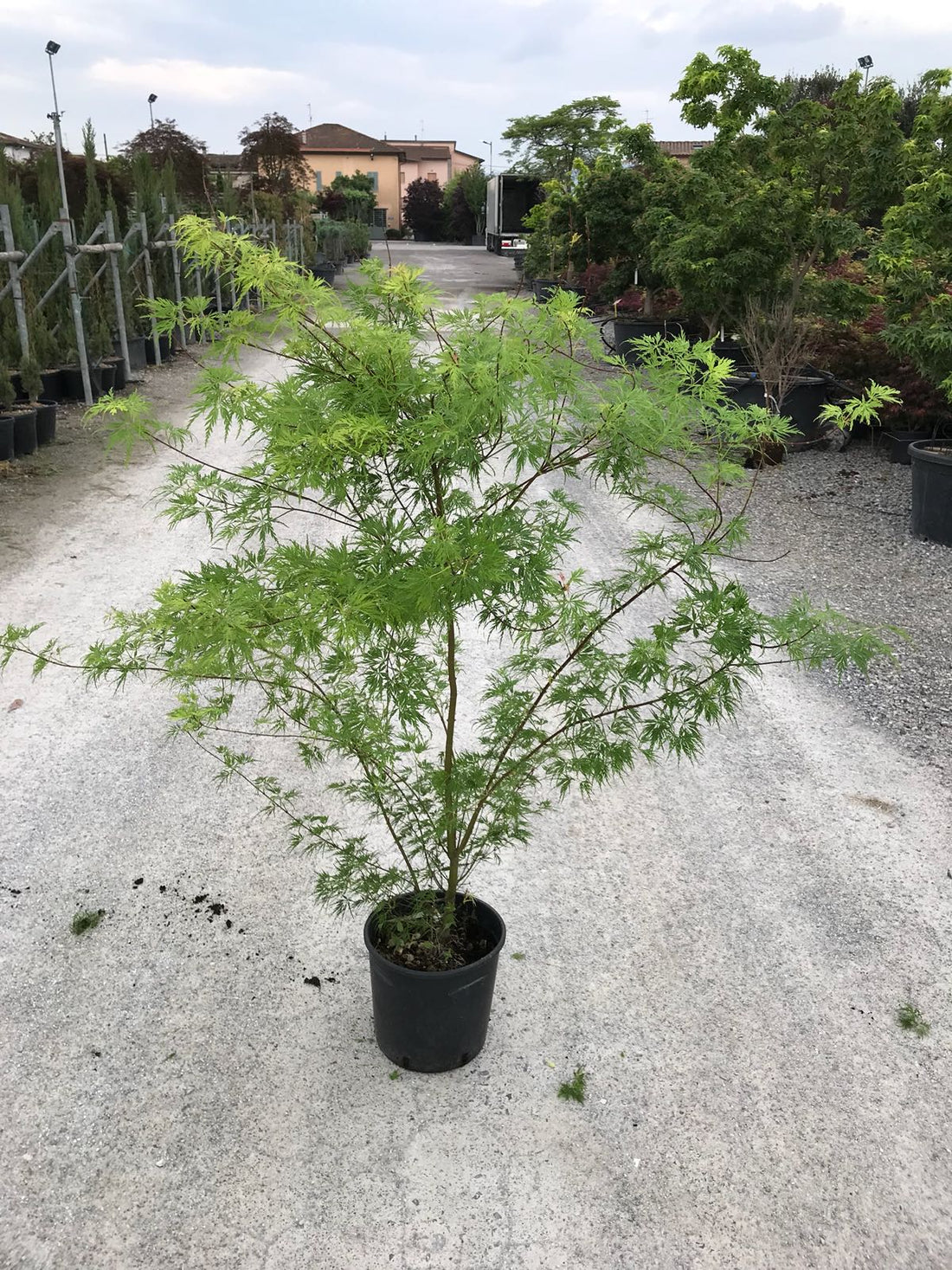 Artar japonez curgator „Seiryu" 1.30 - 1.50 m / Acer palmatum dissectum „Seiryu” /
