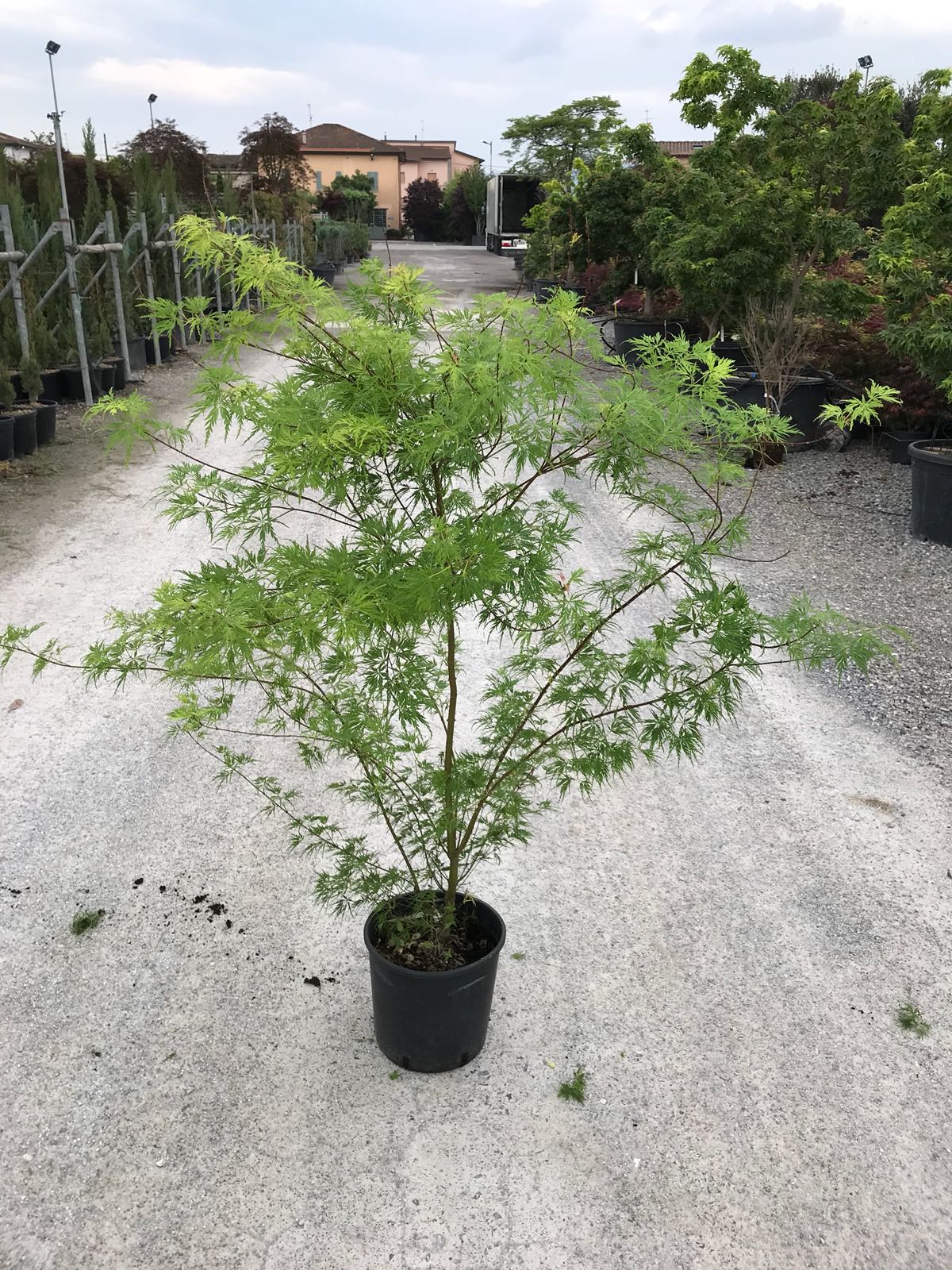 Artar japonez curgator „Seiryu" 1.30 - 1.50 m / Acer palmatum dissectum „Seiryu” /