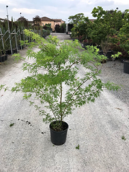 Artar japonez curgator „Seiryu" 1.30 - 1.50 m / Acer palmatum dissectum „Seiryu” /