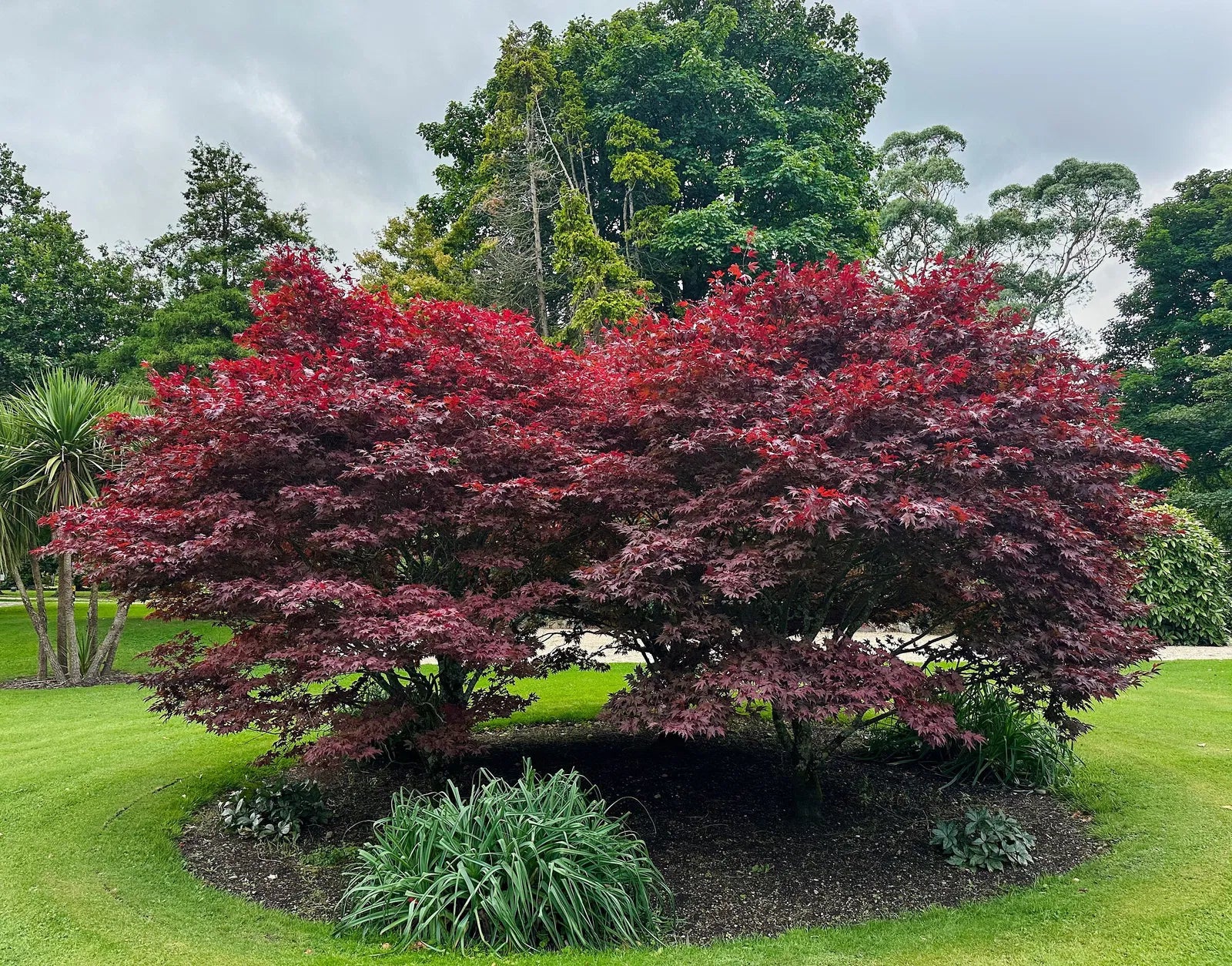 Artar japonez "Bloodgood" 1.00 - 1.30 m / Acer palmatum "Bloodgood" /