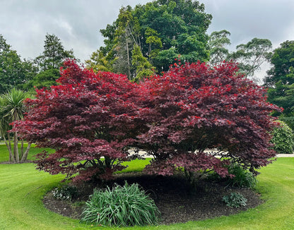 Artar japonez "Bloodgood" 1.00 - 1.30 m / Acer palmatum "Bloodgood" /
