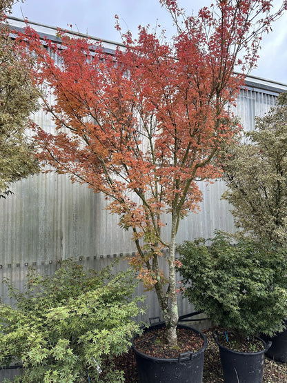 Artar japonez "Higasayama" / Acer palmatum "Higasayama"/