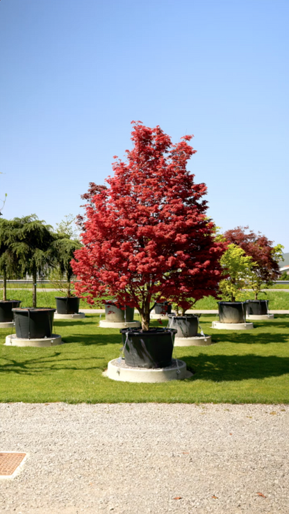 Artar japonez "Skeeters Broom" / Acer palmatum "Skeeters Broom" /