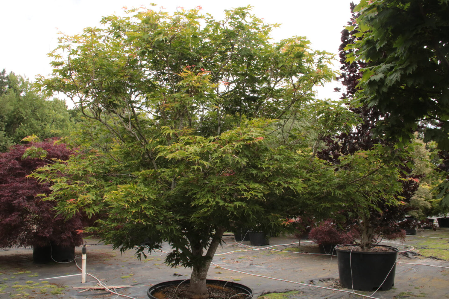 Artar japonez "Sode Nishiki" 1.20 - 1.50 m / Acer palmatum "Sode Nishiki"/