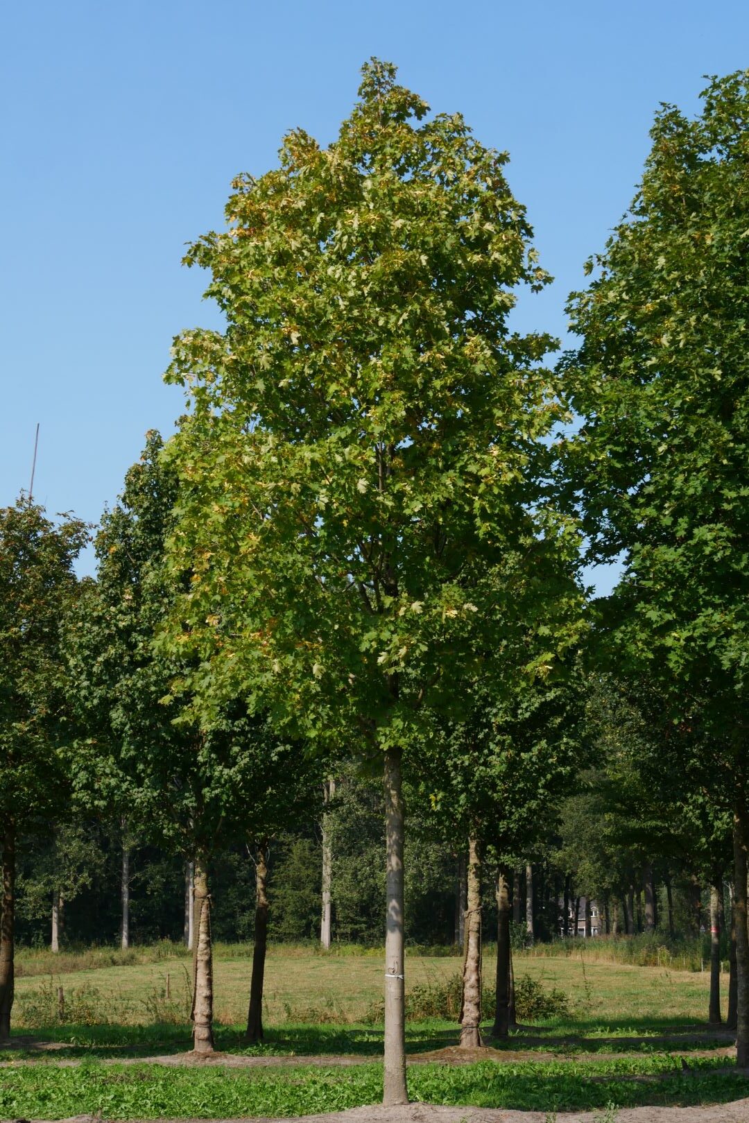 Paltin &quot;Cleveland&quot; 3.00 - 4.00 m / Acer platanoides &quot;Cleveland&quot;/ by gradina-noastra