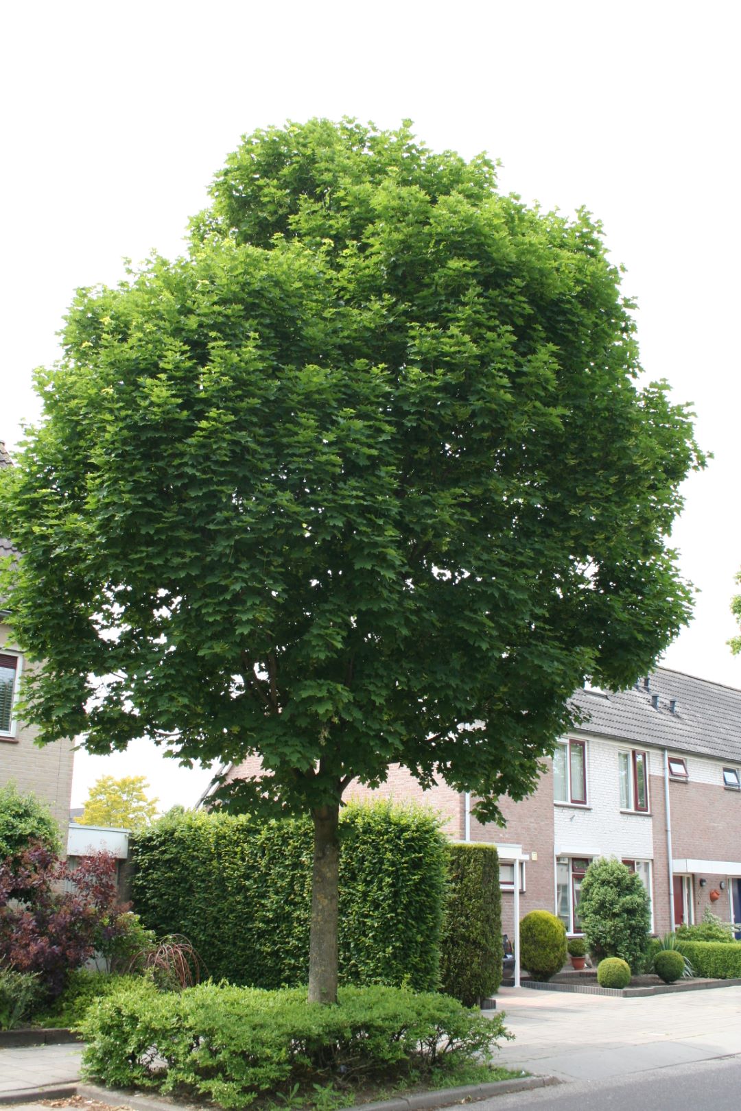 Paltin "Cleveland" / Acer platanoides "Cleveland"/