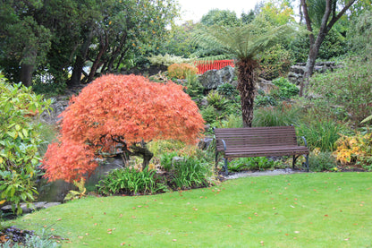 Artar japonez "Viridis" / Acer palmatum dissectum  "Viridis" /