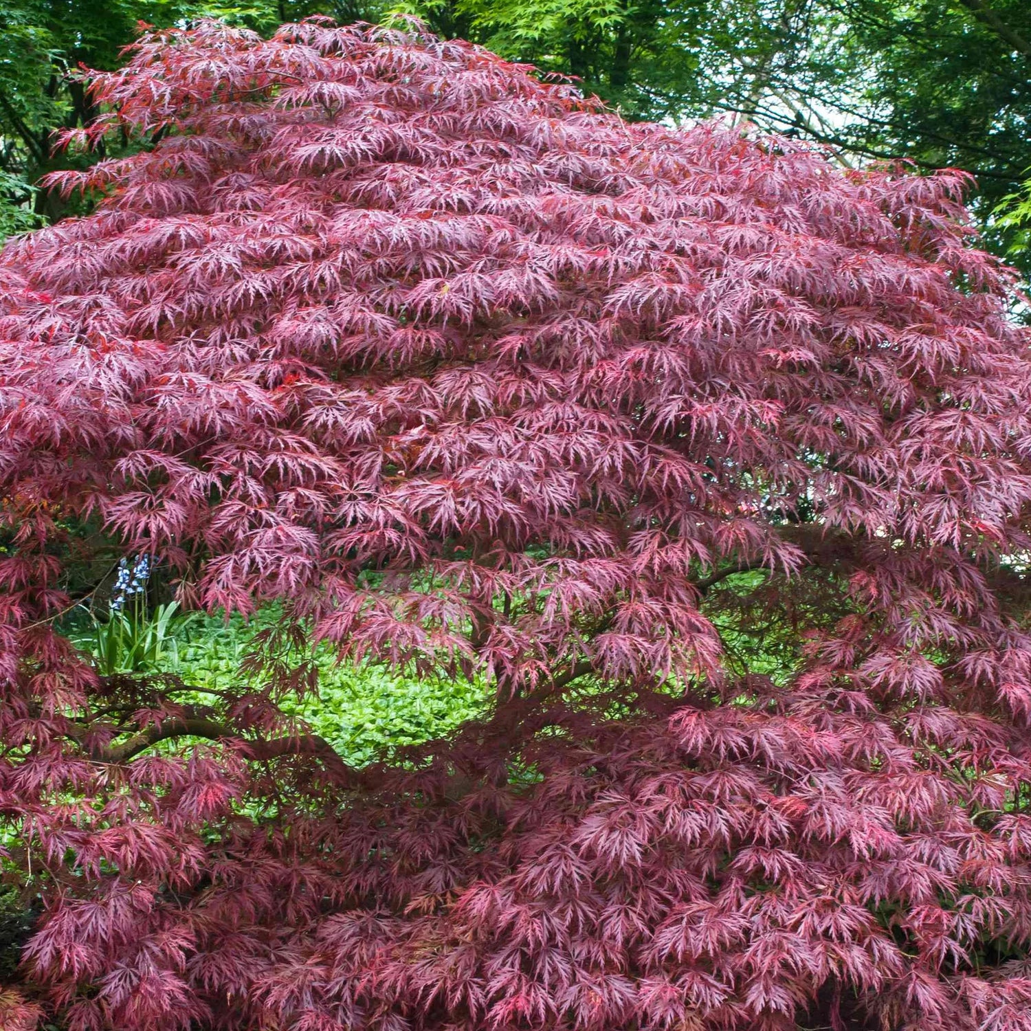 Artar japonez curgator „Crimson Queen / Acer palmatum dissectum „Crimson Queen” /
