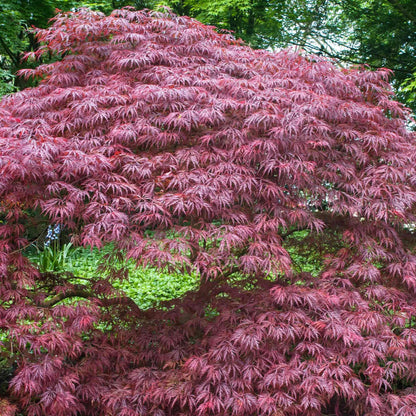 Artar japonez curgator „Crimson Queen / Acer palmatum dissectum „Crimson Queen” /