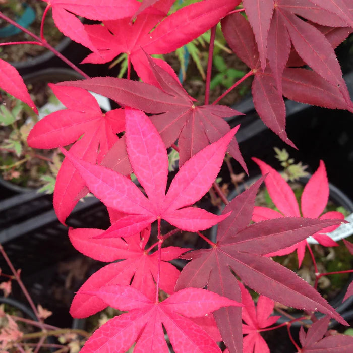 Artar japonez "Sode Nishiki" 1.20 - 1.50 m / Acer palmatum "Sode Nishiki"/ by gradina-noastra