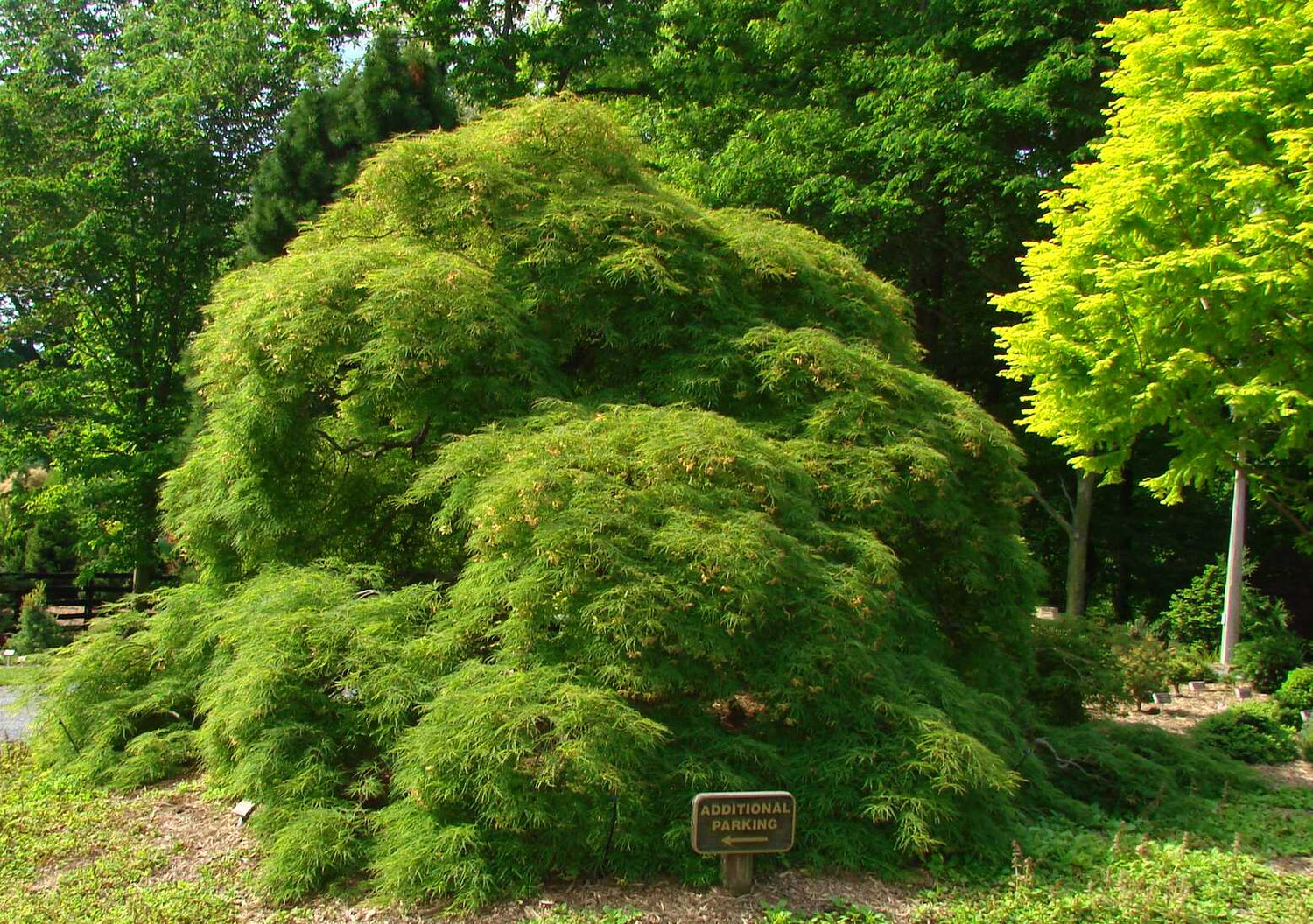 Artar japonez "Viridis" / Acer palmatum dissectum  "Viridis" /