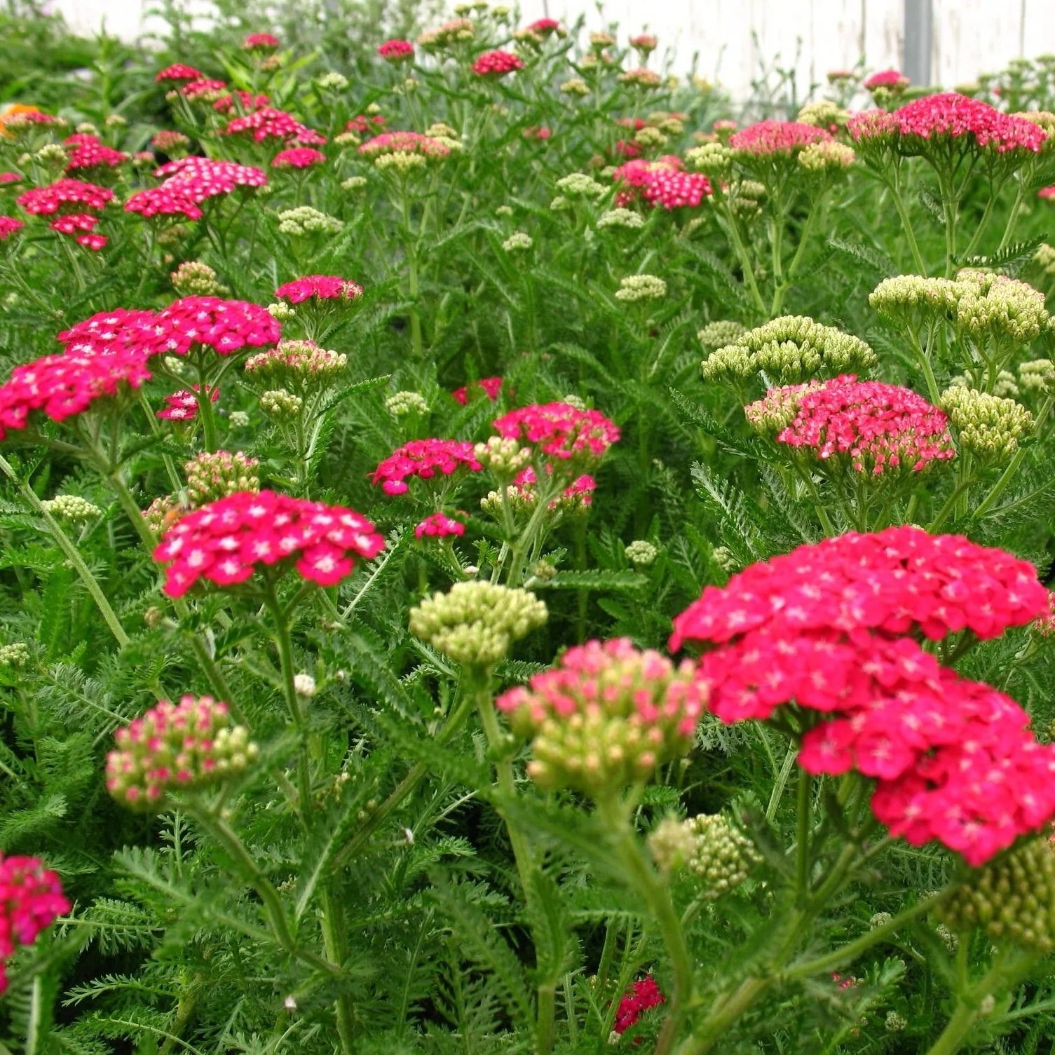 Achillea millefolium "Saucy Seduction"