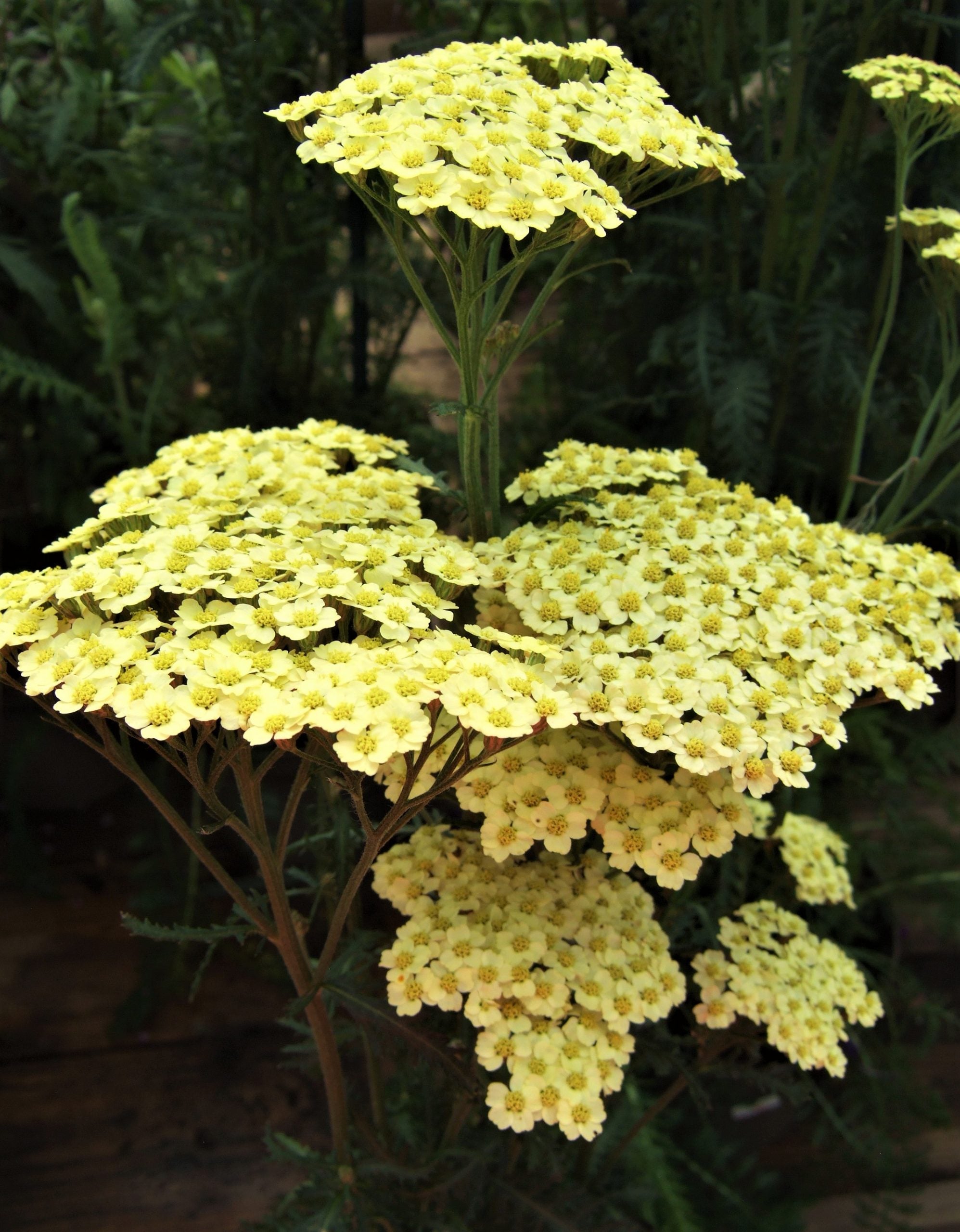 Achillea millefolium  "Sunny Seduction"