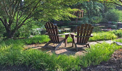 Acorus gramineus  „Ogon”