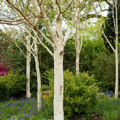 Mesteacan "Doorenbos" / Betula utilis "Doorenbos "/