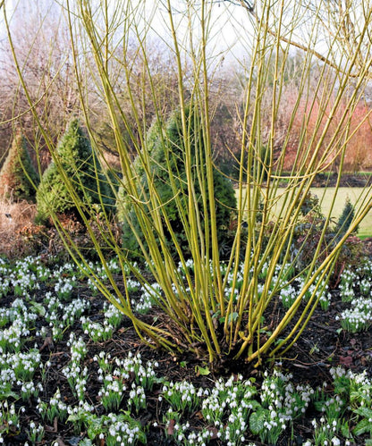 Corn „Flaviramea" / Cornus stolonifera „Flaviramea"/