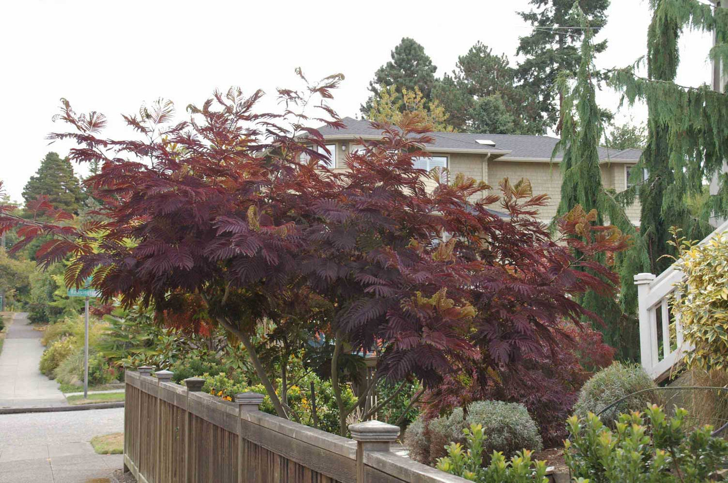 Arbore de matase rosu / Albizia julibrissin "Summer Chocolate" / - Gradina Noastra