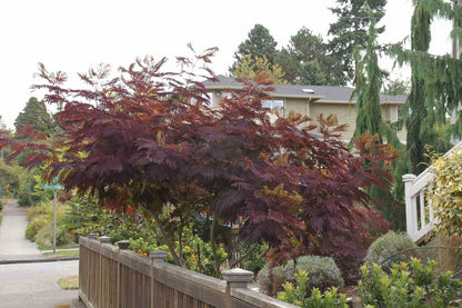 Arbore de matase rosu / Albizia julibrissin "Summer Chocolate" / - Gradina Noastra