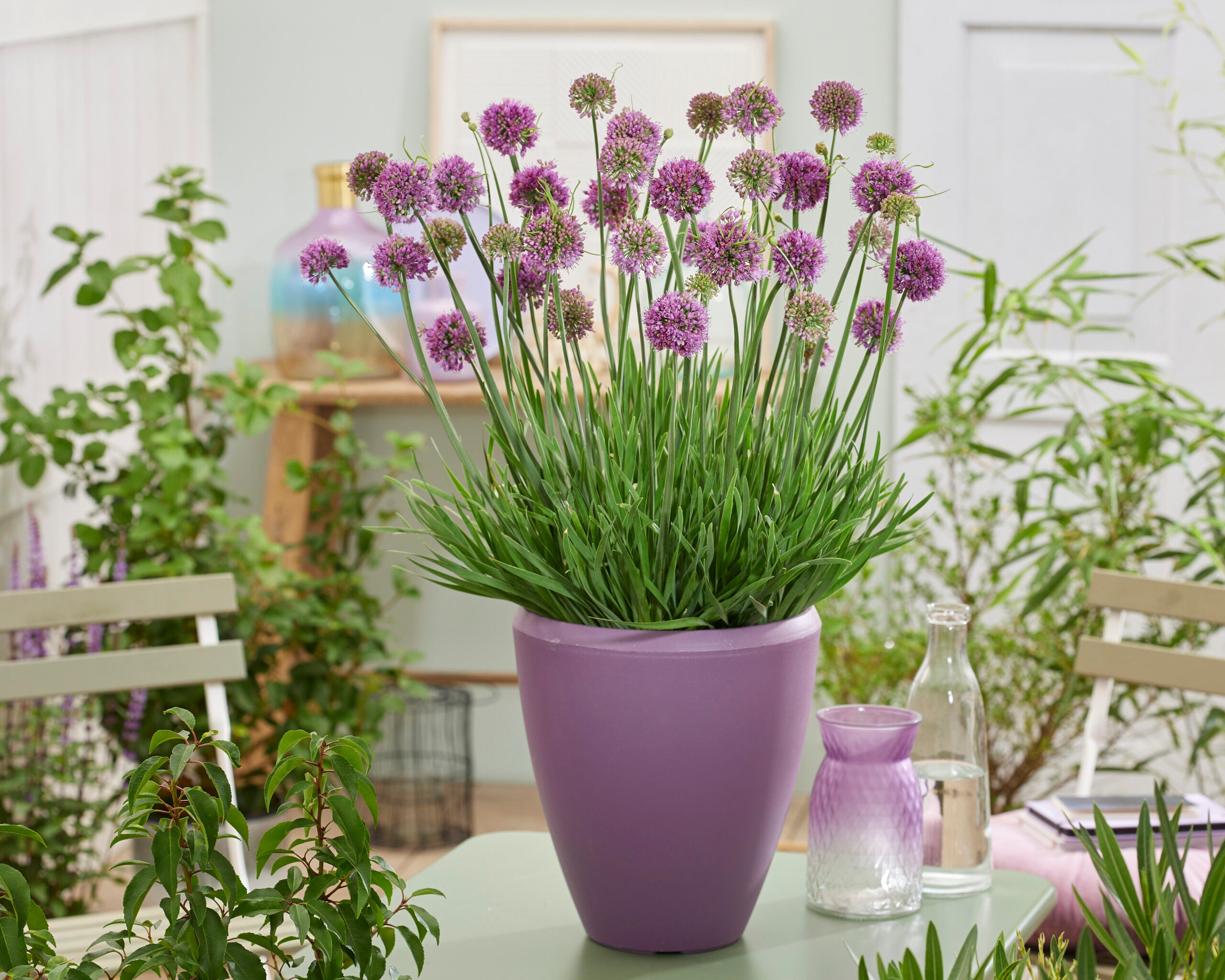 Allium &