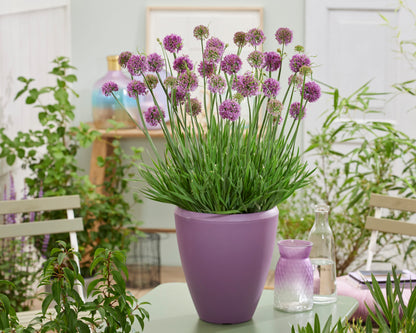 Allium &