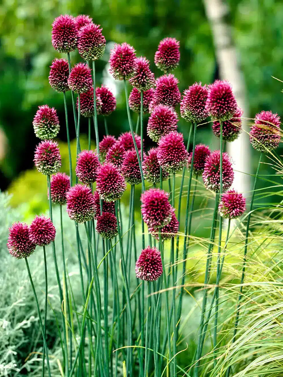 Allium sphaerocephalon