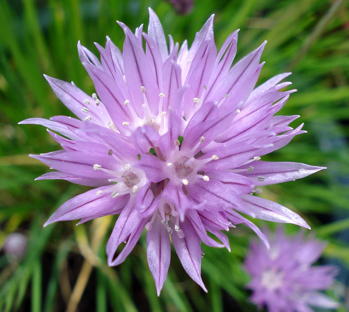 Allium schoenoprasum  0.10 - 0.20 m