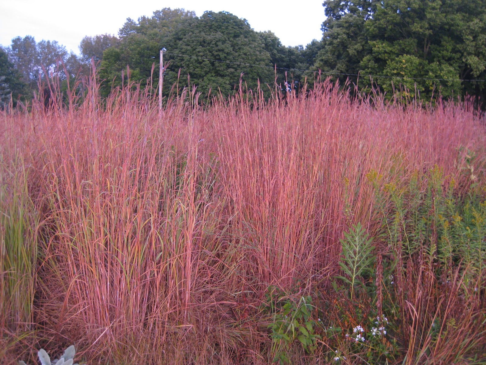 Andropogon gerardii &quot;Red October&quot; 0.20 - 0.30 m