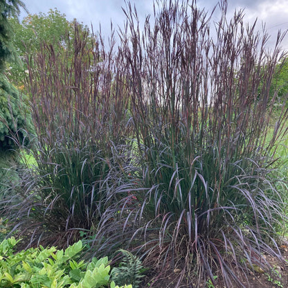 Andropogon gerardii "Red October"