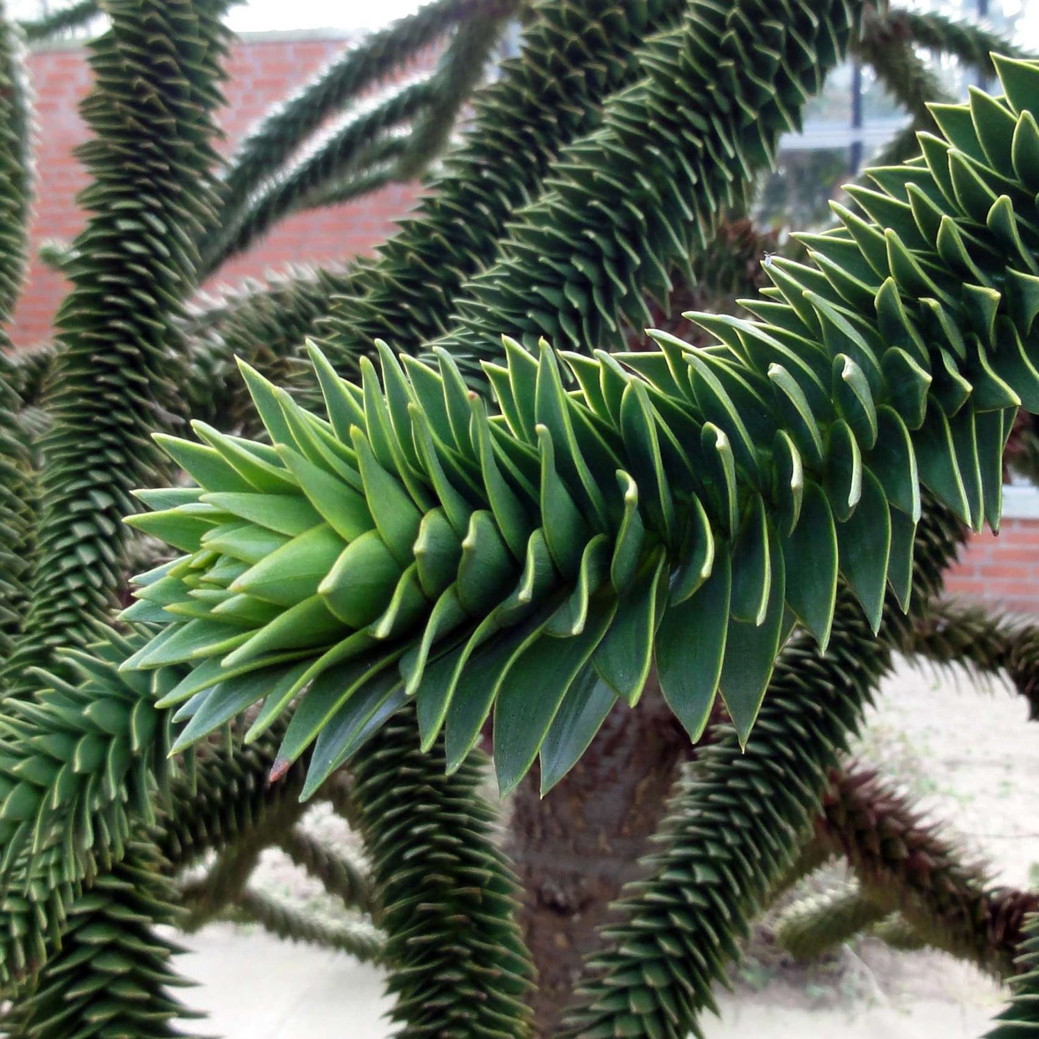 Pin Chilian - Araucaria / Araucaria araucana / - Gradina Noastra
