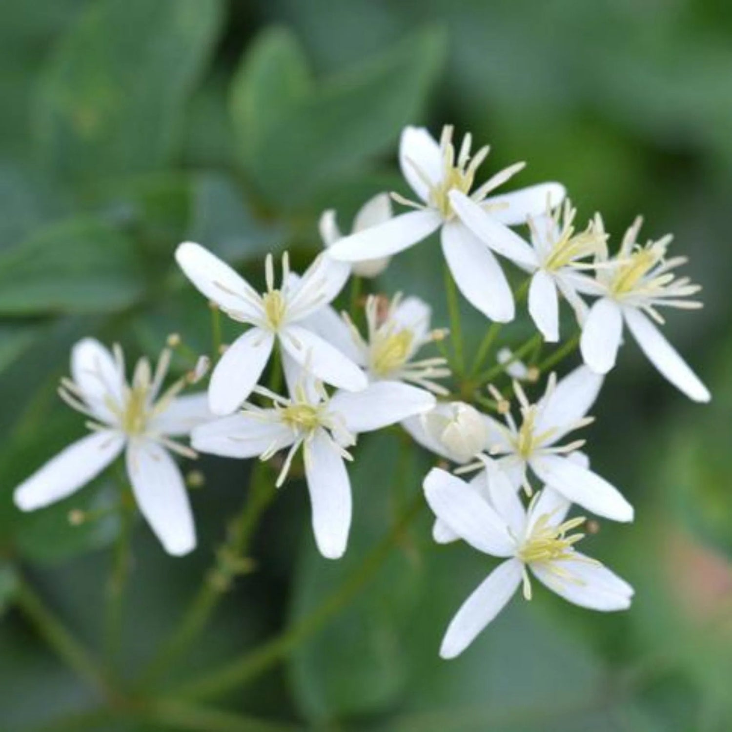 Clematis armandii