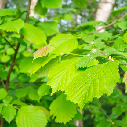 Nucul vrajitoarelor "Arnold Promise" / Hamamelis x intermedia"Arnold Promise"/