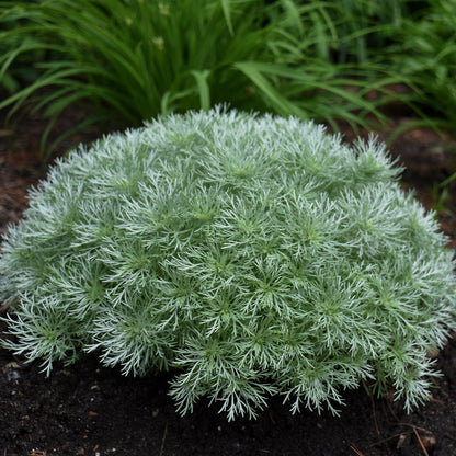 Tarhon decorativ pitic / Artemisia schmidtiana "Nana"